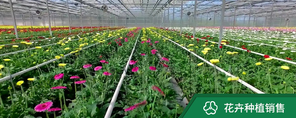 花卉種植銷售與紙制品銷售 綠色產業與日常需求的融合